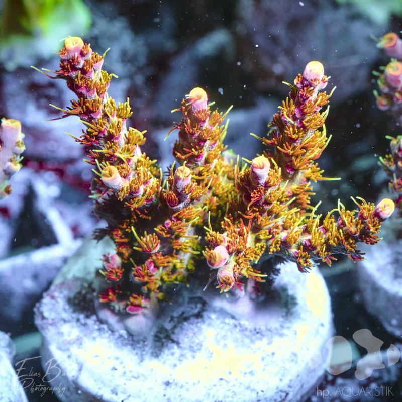 Acropora Fussl